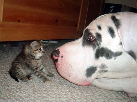 perro gato Perro y gato cara a cara