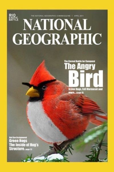 angry bird en national geographic Angry Birds en National Geographic