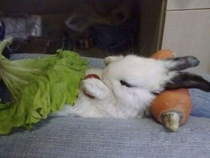 [Imagen: conejo-verduras.jpg]