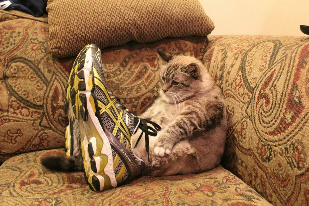 Gato con zapatillas
