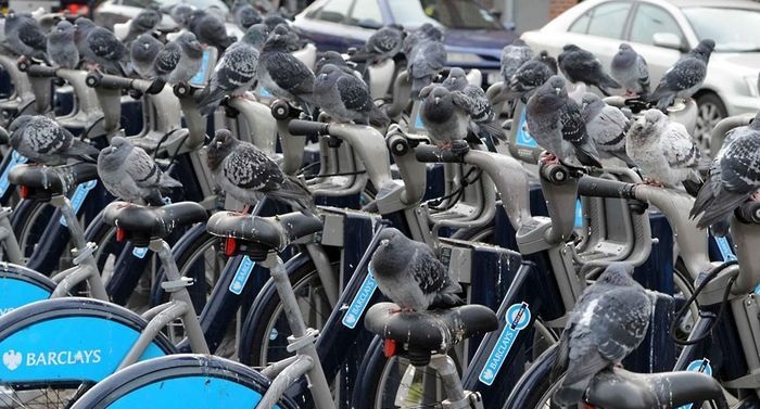 Bicicletas para palomas