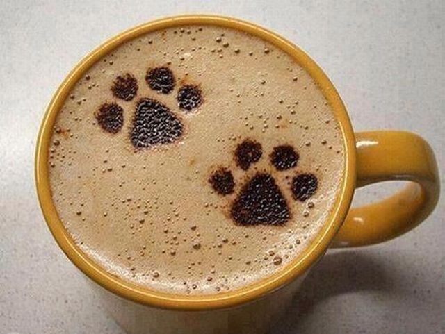 Café para gatos