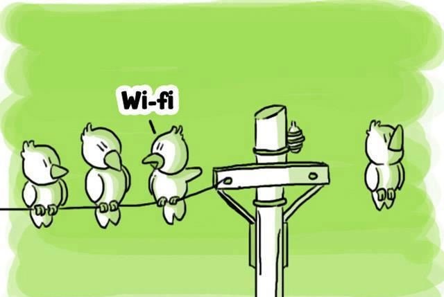 El pájaro Wi-fi