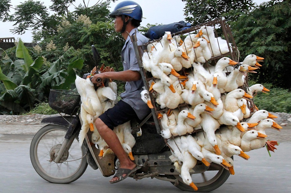 Transportar 100 patos en una moto