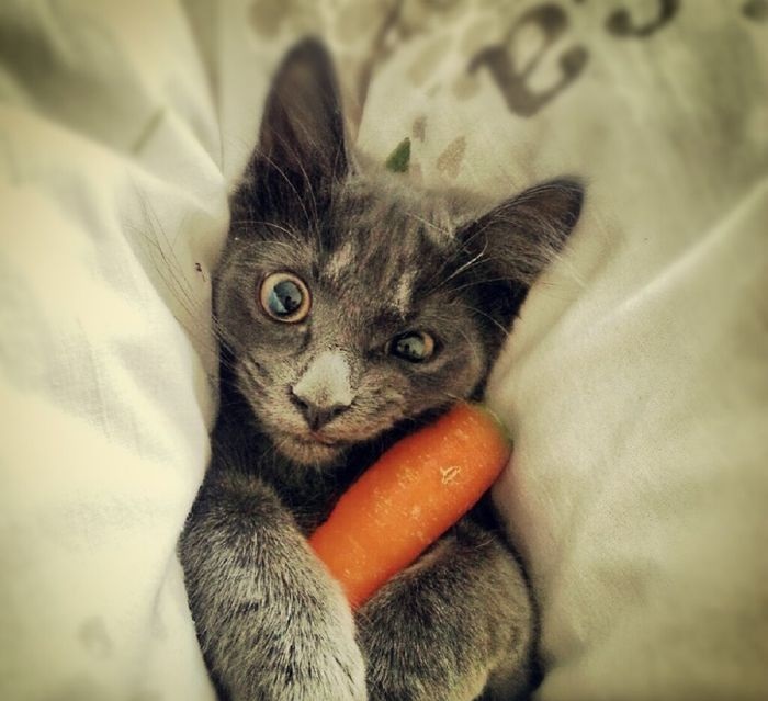 Esta zanahoria es mía