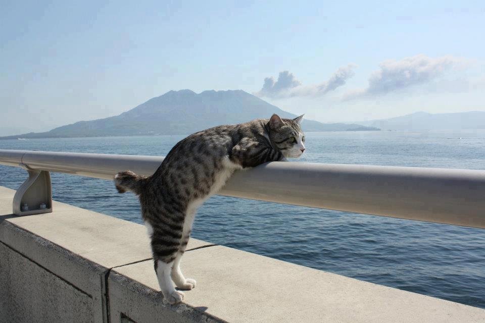 Gato oteando el horizonte