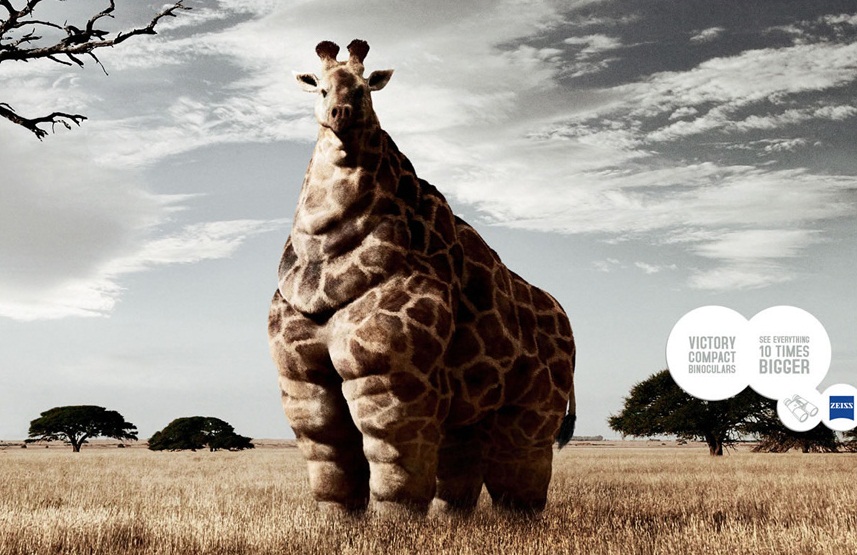 La jirafa más gorda del mundo