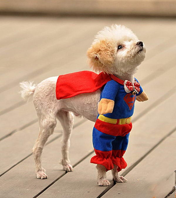 Perro disfrazado de Superman