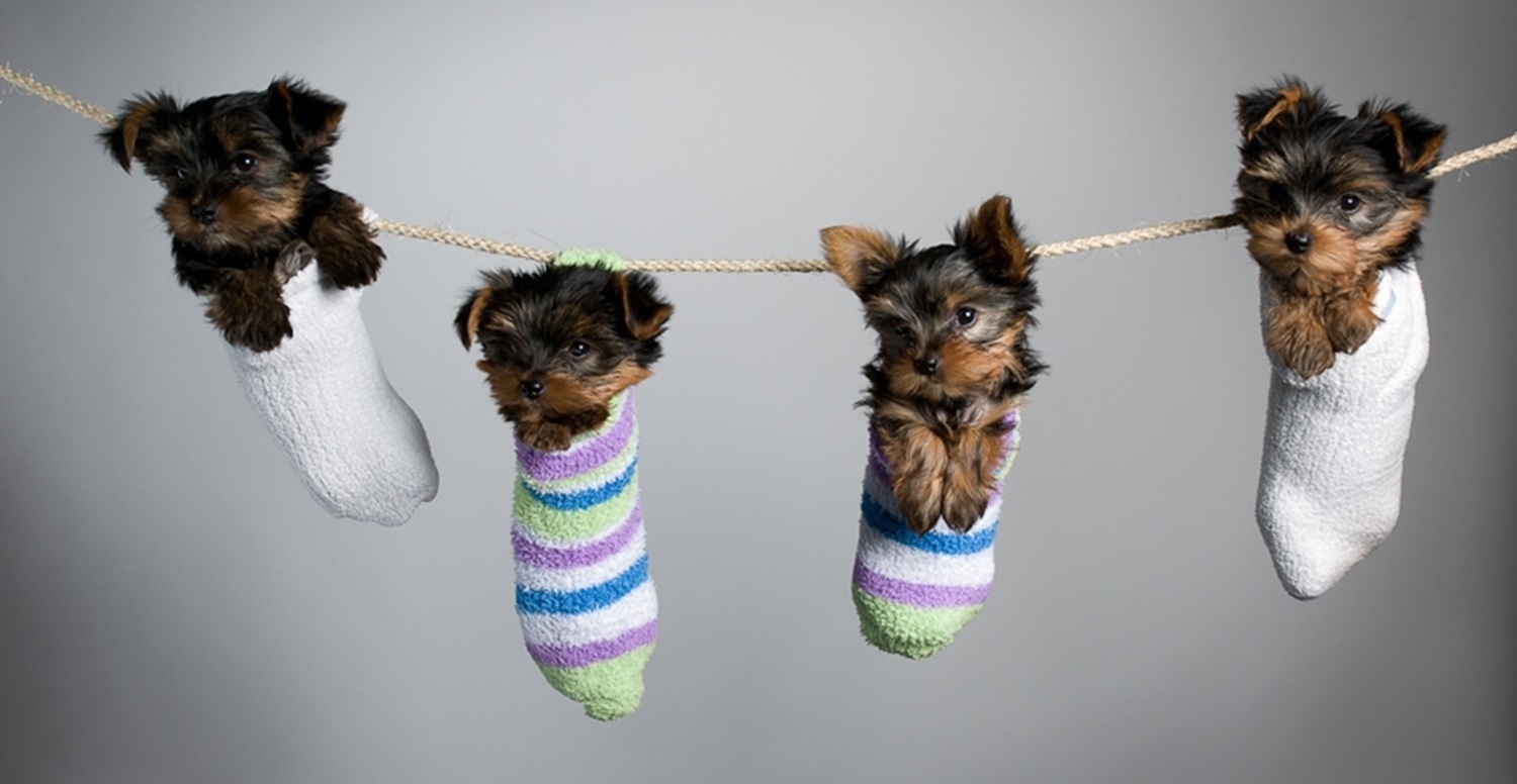 Perros colgados en calcetines
