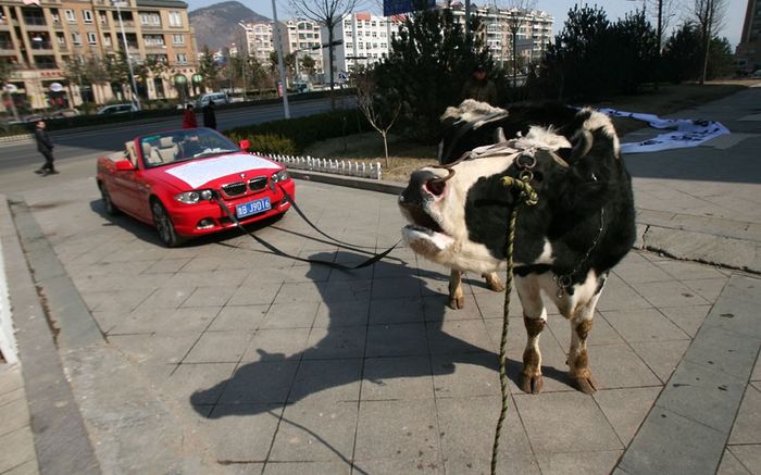 Los nuevos coches han cambiado los caballos por las vacas