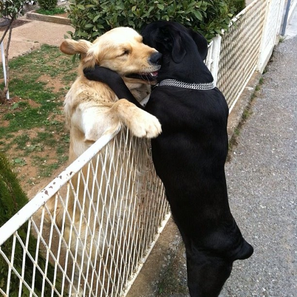 El abrazo entre dos perros vecinos
