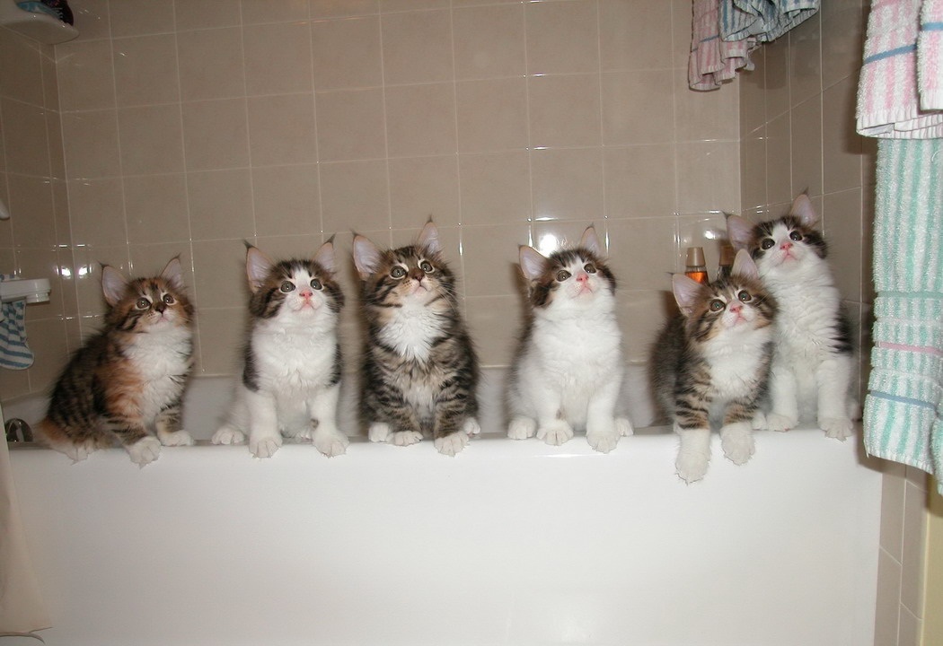 Gatos preparados para la hora del baño
