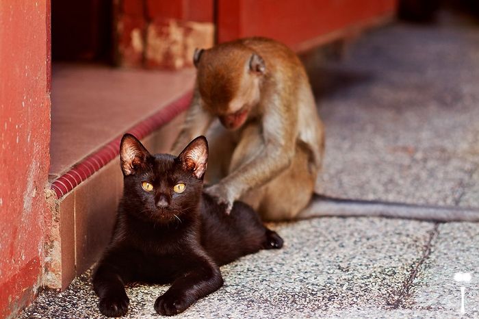 Mono dando un masaje a un gato
