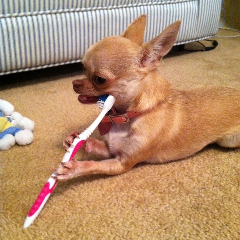 Perro cepillándose los dientes