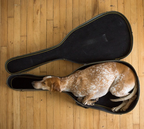Perro durmiendo en la funda de una guitarra