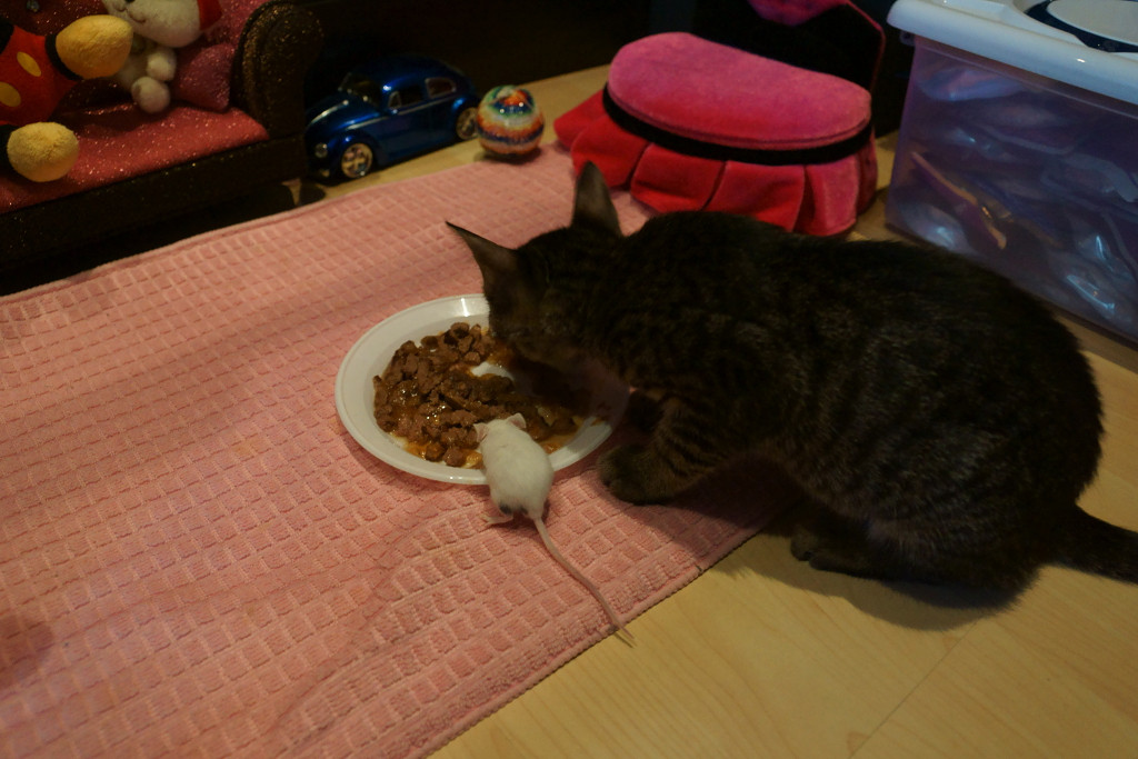 Gato y ratón compartiendo comida