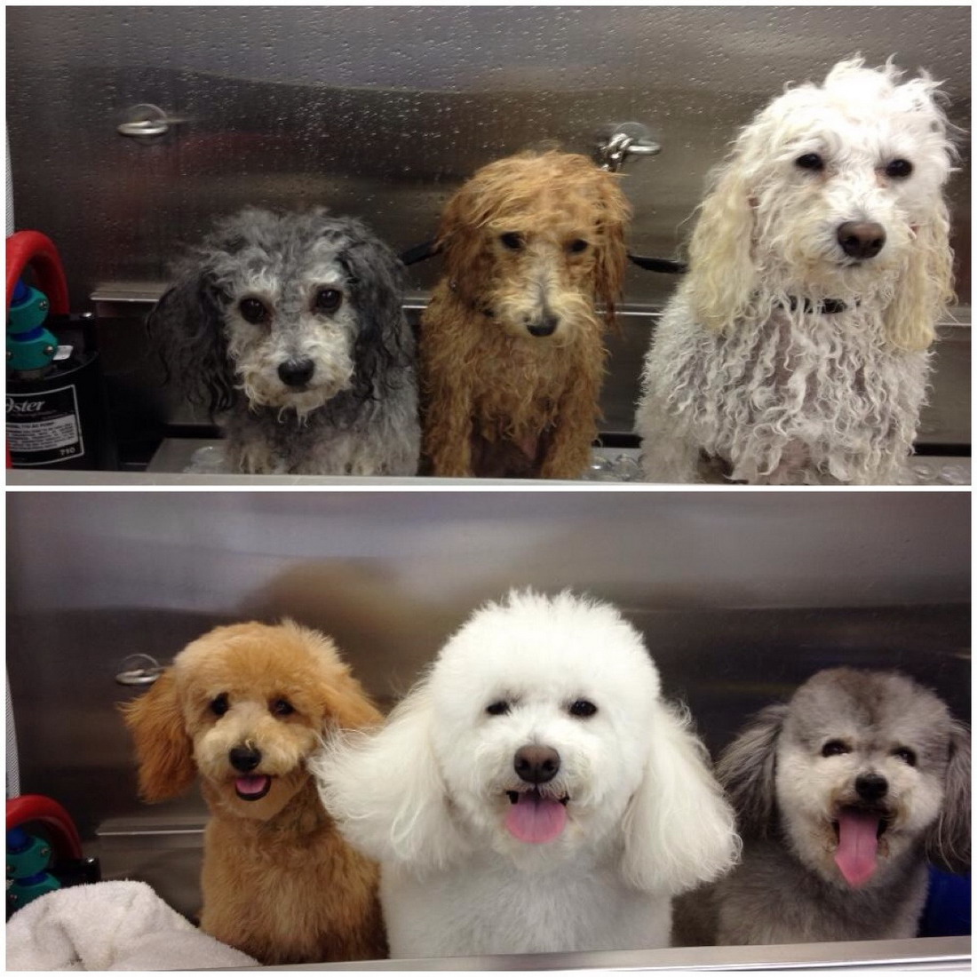 Perros contentos después de una sesión de peluquería