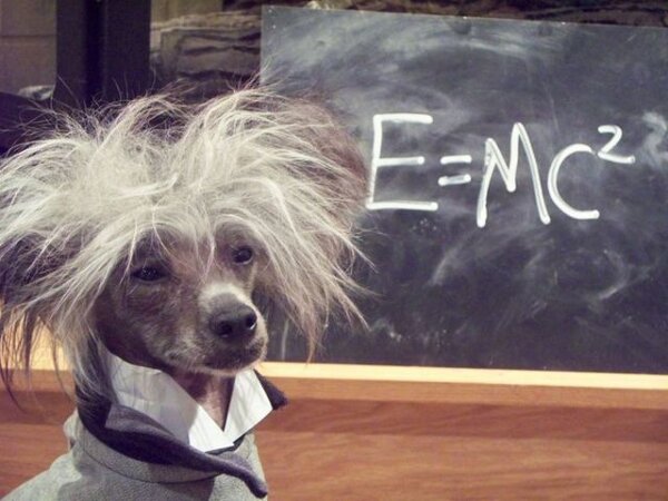 El perro de Einstein