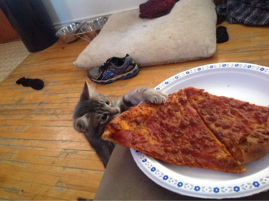 Gato con ganas de pizza