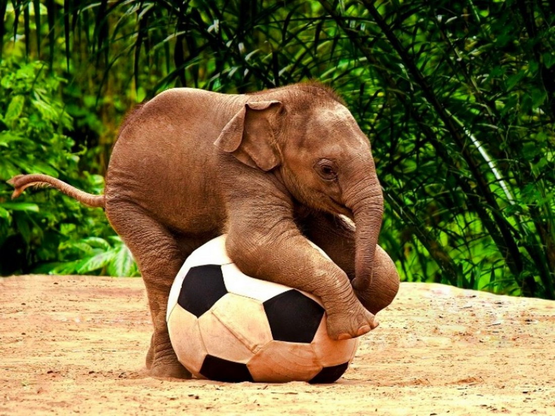 Elefante futbolero