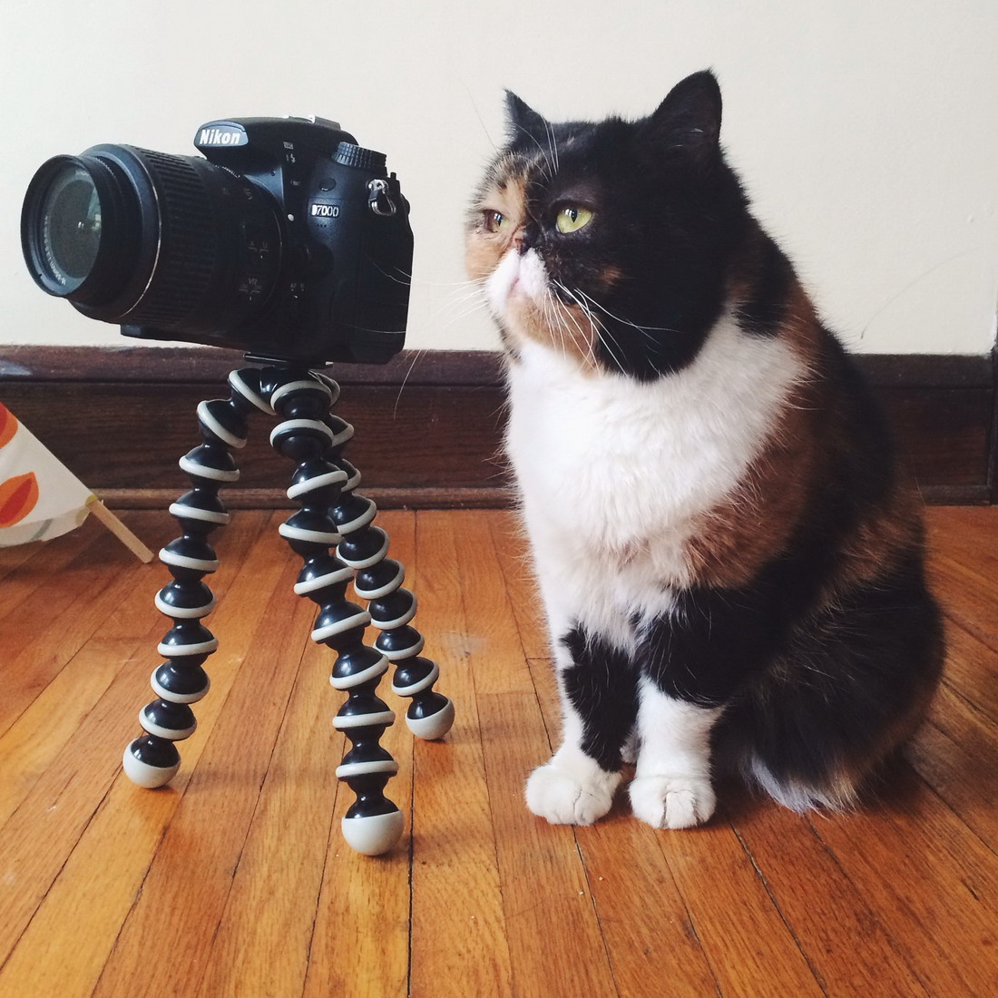Gato que trabaja como fotógrafo