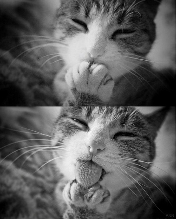 gato sacando la lengua