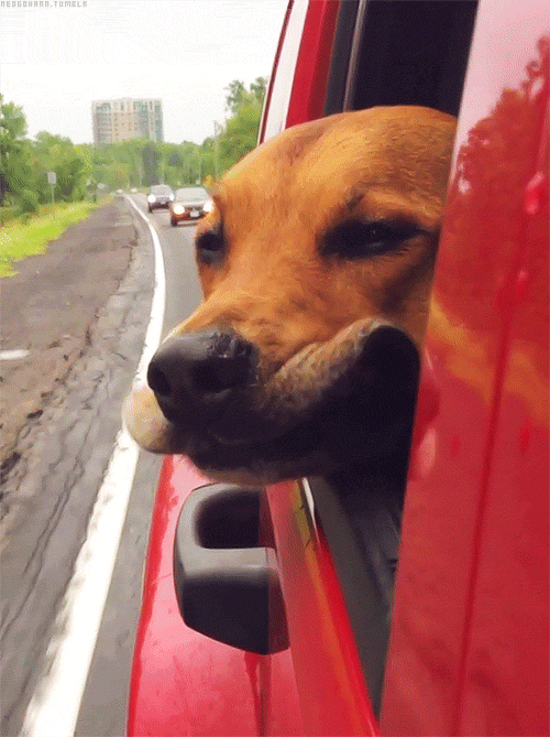 [Imagen: perros-viajando-en-coche-6.gif]