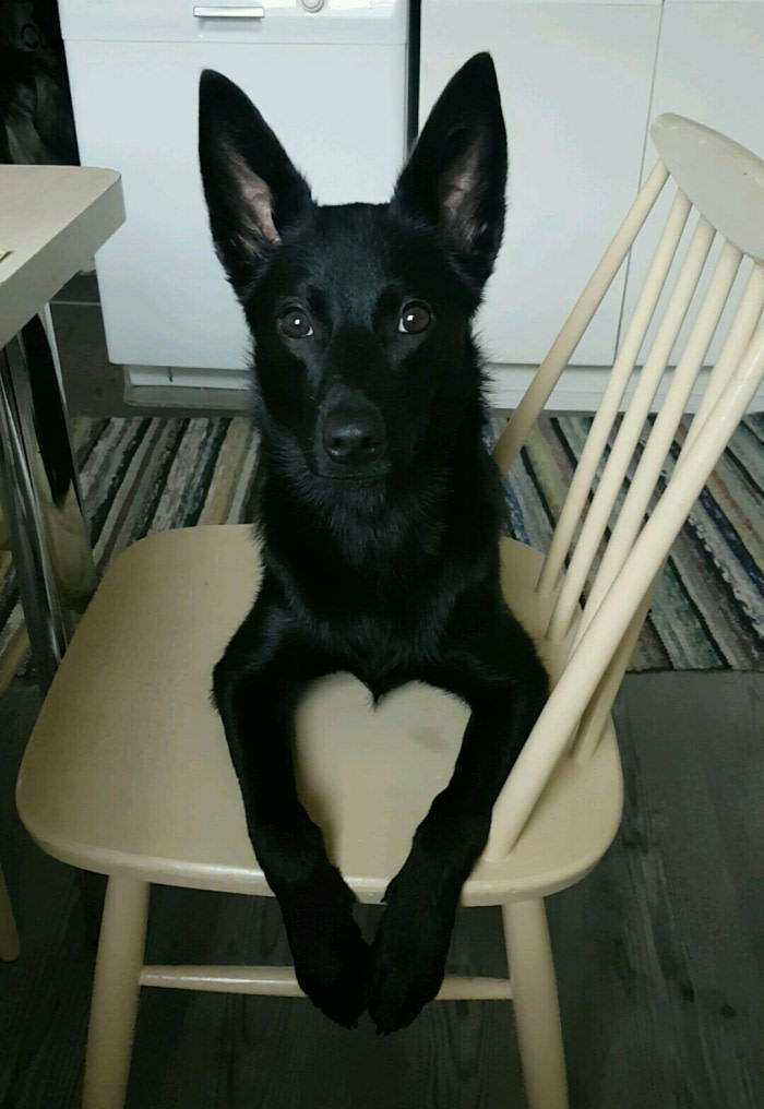 perro-corazon