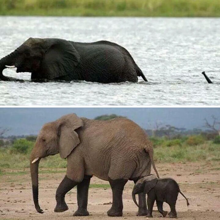 bebes-elefante
