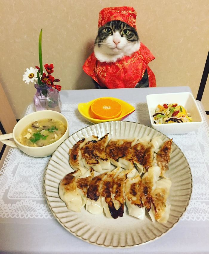 gato-chef