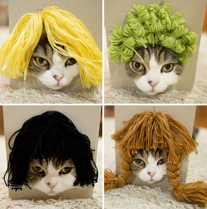 gato-peluquines