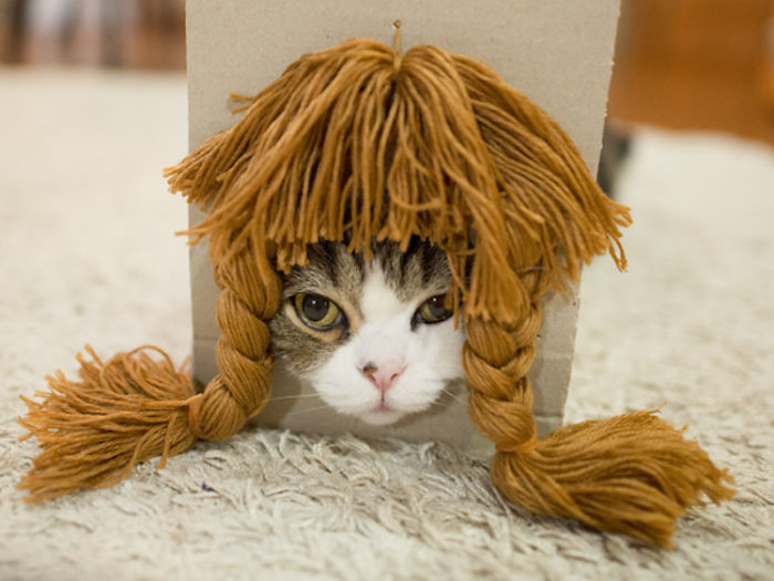 gato-peluquines