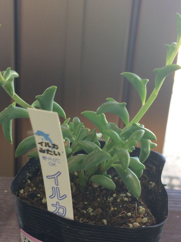 plantas-suculentas-forma-de-delfin