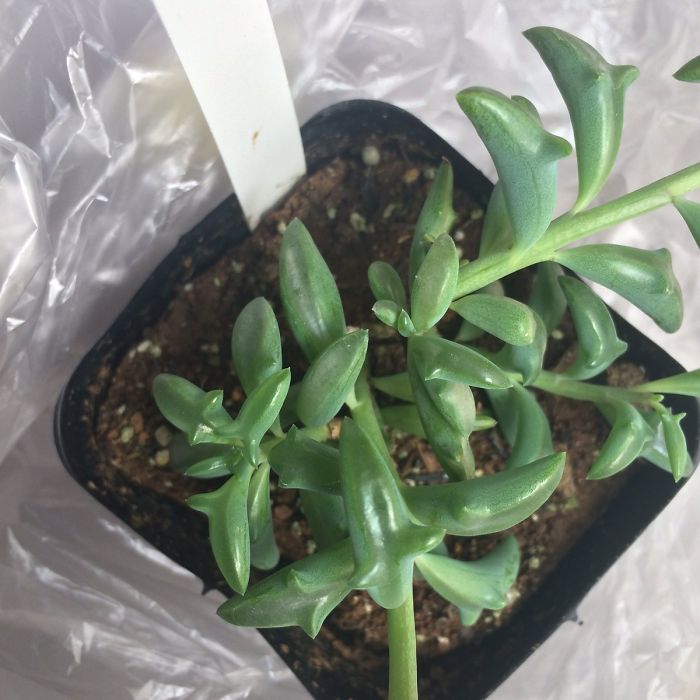 plantas-suculentas-forma-de-delfin