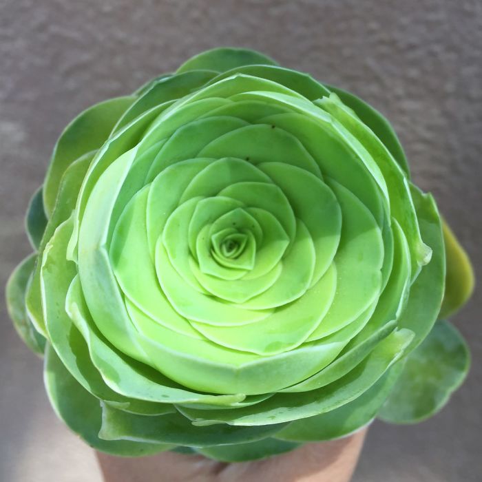 suculentas-rosas