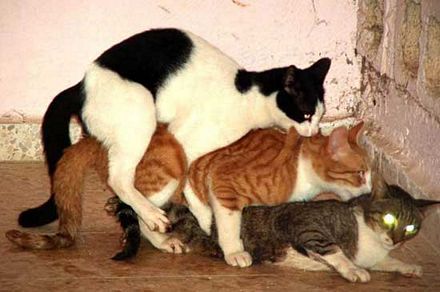 Videos porno de animales Videos porno de animales