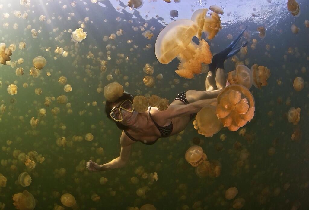 buceando con medusas