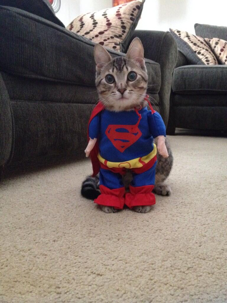 gato superman
