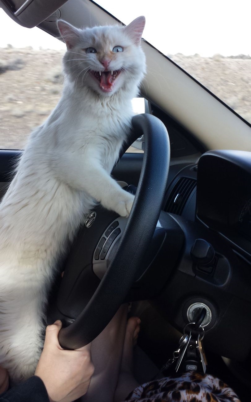gato loco por conducir