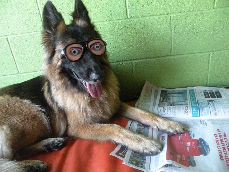 perro con gafas