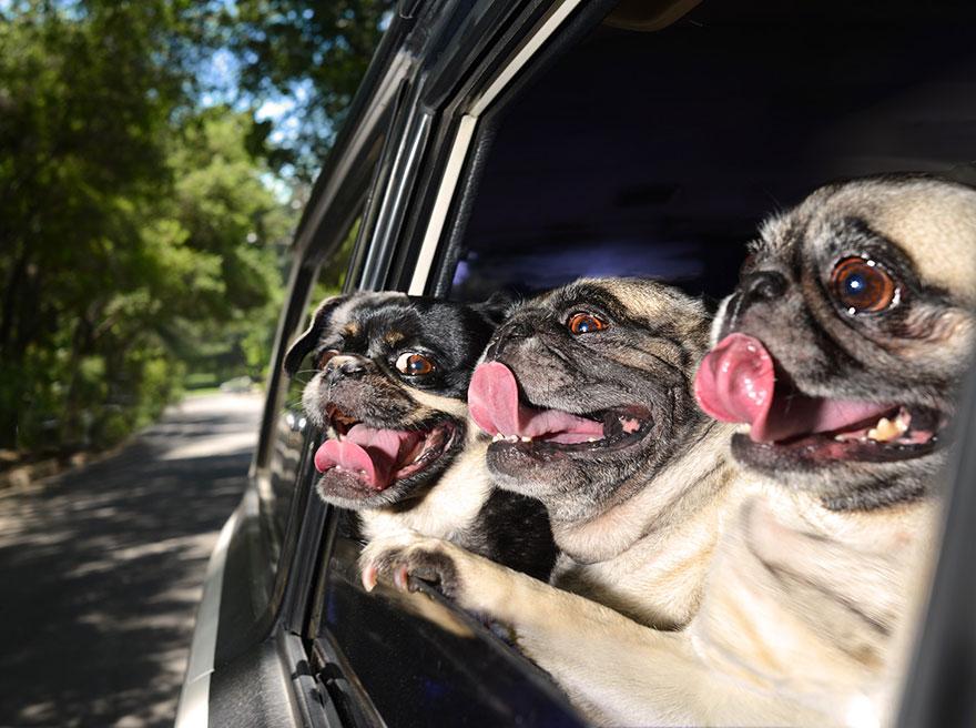 perros disfrutando del viaje en coche
