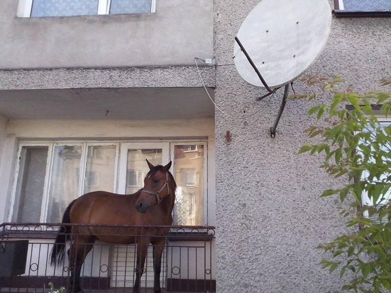 caballo en un balcon