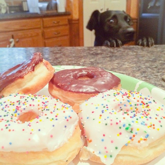 perro donuts