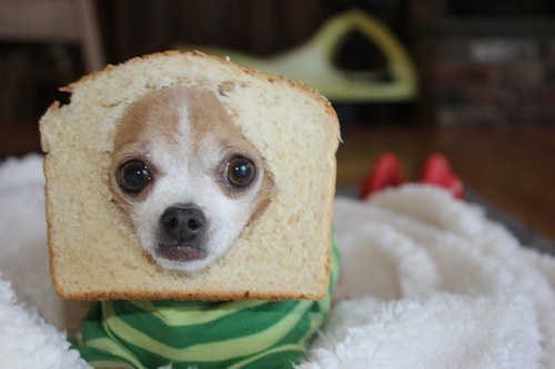 perro pan