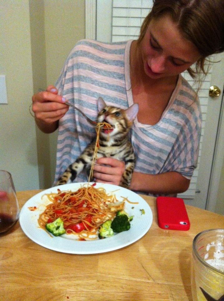 gato comiendo espaguetis