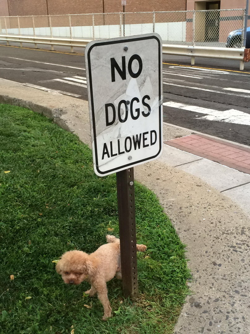 perro meando en un cartel