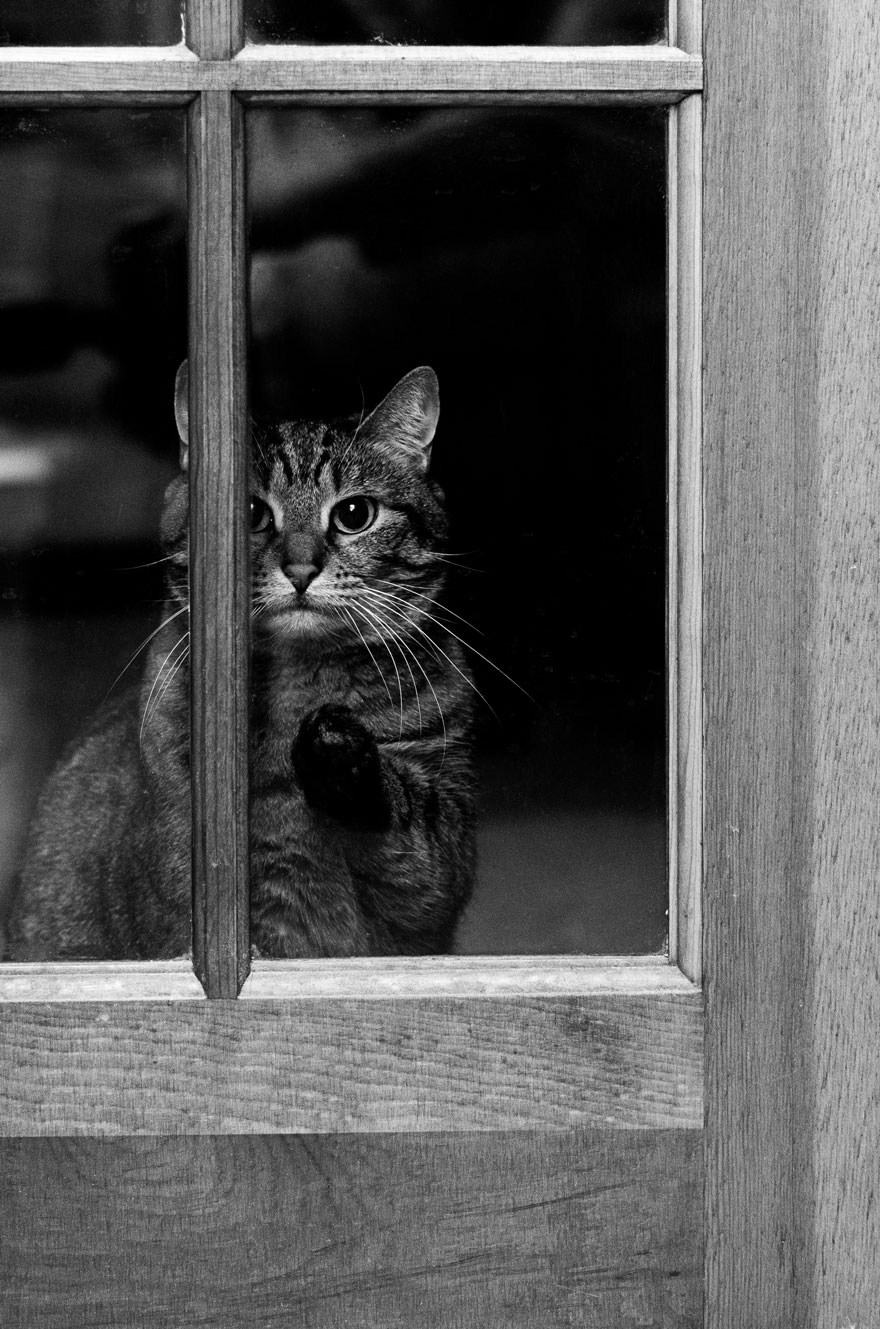 animales mirando a traves de ventanas 13