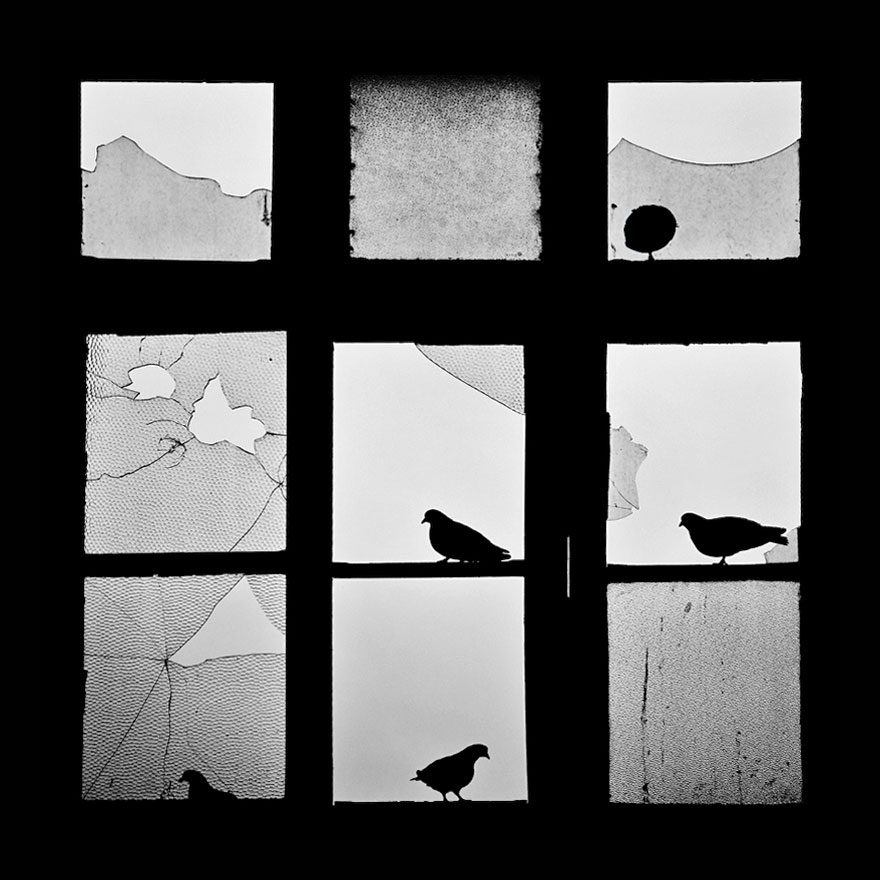 animales mirando a traves de ventanas 16