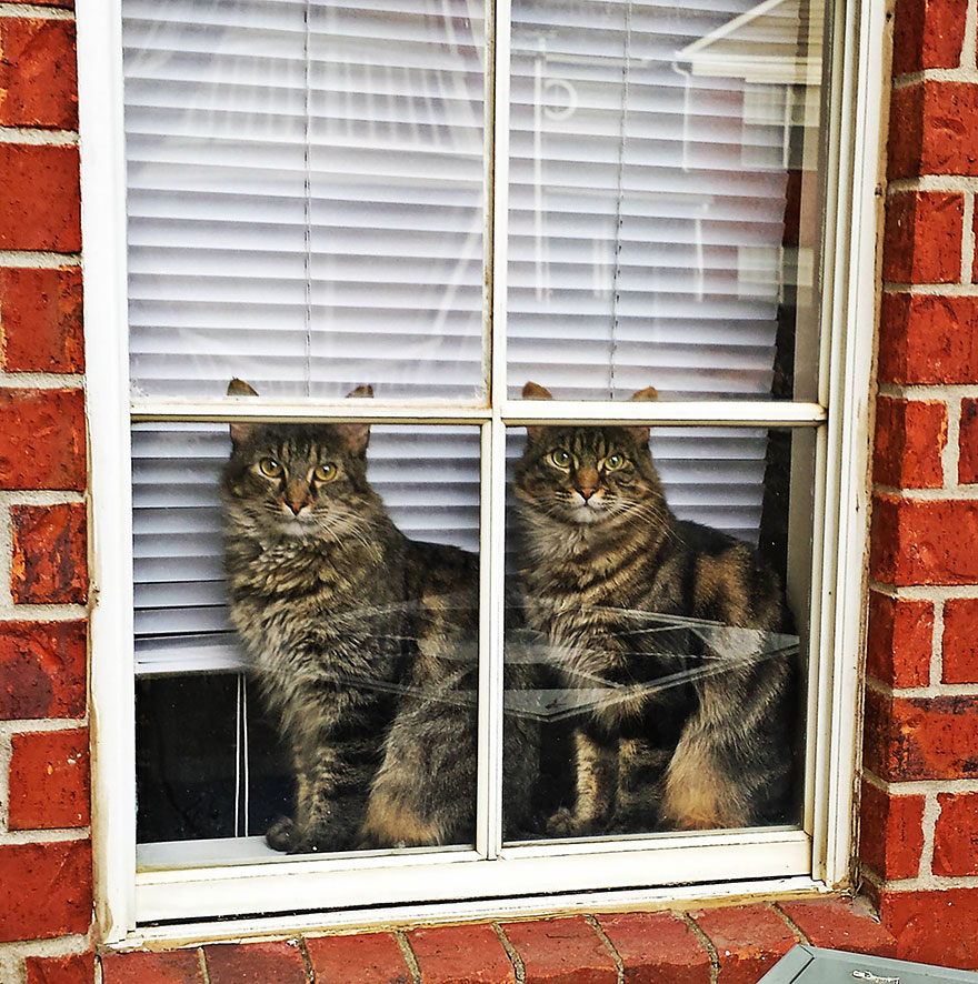 animales mirando a traves de ventanas 3