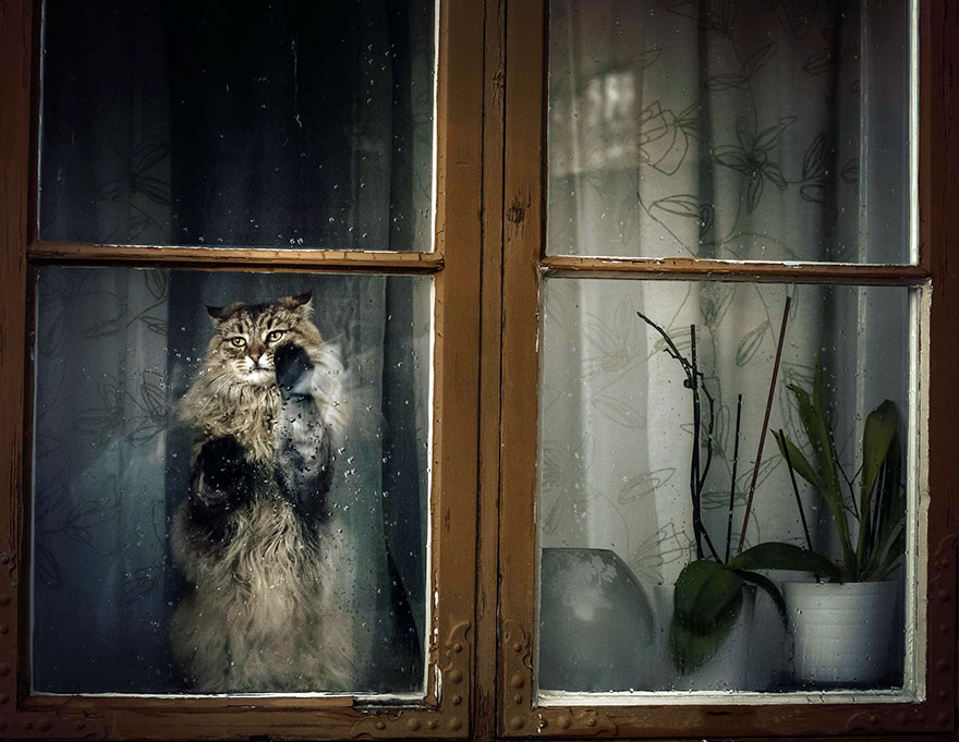 animales mirando a traves de ventanas 8